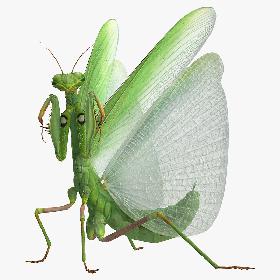 3D European Mantis Rigged with Fur model